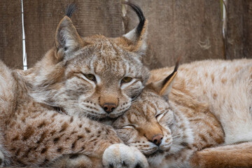 Eurasian lynx (lynx lynx) resting in enclosure on a sunny day.