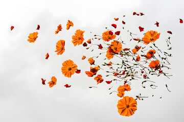 Orange Cosmos Flowers Dance in the Wind