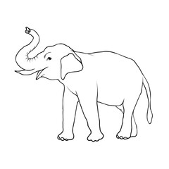 elephant vector illustration