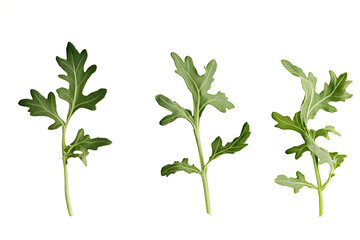 Green Leafy Plants, Botany Close Up