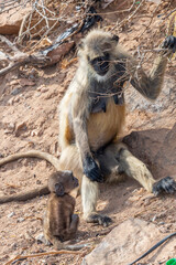 A heartwarming image of a Gray Langur mother tenderly looking at her baby monkey in Pushkar, Rajasthan, India, 28 Jan 2024