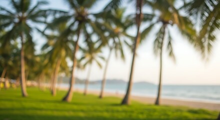 Blurred tropical coconut trees and Nature Bokeh Green Park by the beach 
