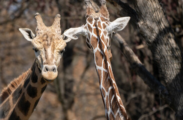 Obraz premium Tallest Beauties – Giraffe Duo in Portrait