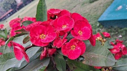 Red Euphorbia Milii Flowers Blooming on Green Leaves Background