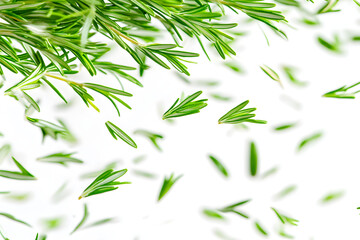 Fototapeta premium Rosemary Sprigs Falling Gently Down