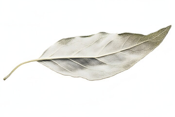 Leaf Skeleton: Nature's Delicate Art