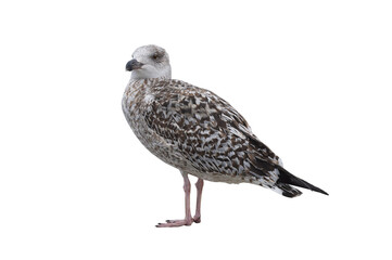 White gull Larus michahellis fuscus isolated on white background