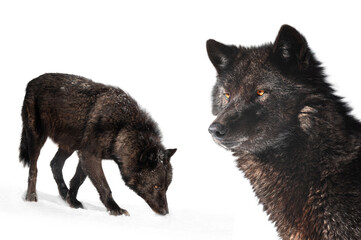 canadian wolf isolated on white background