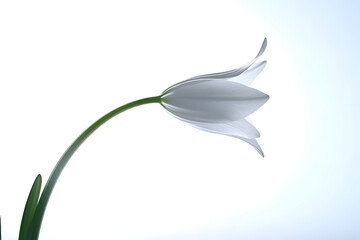 White Flower Bends Gently in Breeze