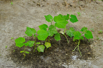 Cucumber garden with young plants 