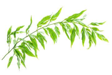 Obraz premium Vibrant Green Leaves Branch Isolated