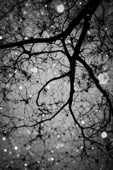Monochrome Tree Branches with Scattered Speckles on a Gray Sky