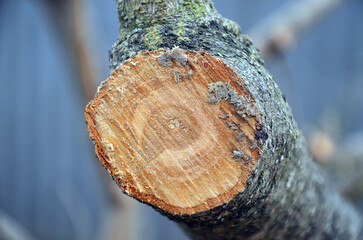 Obraz premium Old branch cut