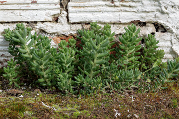 Sedum album. White stonecrop, view of the plant.