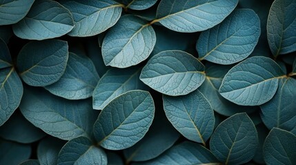 Obraz premium Teal Leaf Background Nature Texture Design