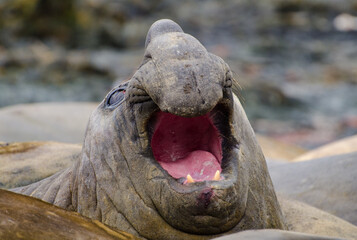 Male elephant seal claiming position in the group