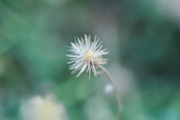 Tridax Daisy, Tridax procumbens or grass flower or weed