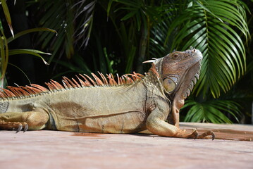 Grüner Leguan