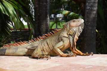 Grüner Leguan