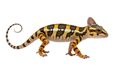 Obraz premium Chameleons Vibrant Colors and Nature’s Camouflage