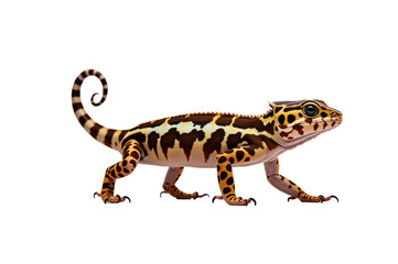 Chameleons Vibrant Colors and Nature&rsquo;s Camouflage