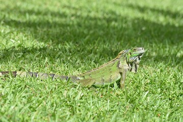 Grüner Leguan