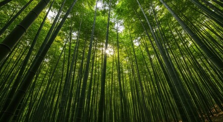 Fototapeta premium Lush bamboo forest with sunlight filtering through tall green stalks above