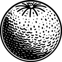 Orange for coloring book page. Simple Outline for Kids and Adults. Black and white background. Vector illustration