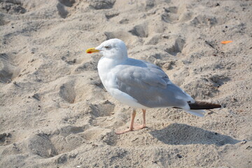 Vogel, Möwe, Sand, Strand