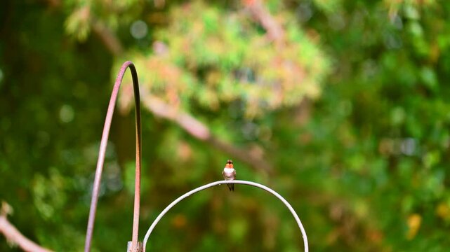 A male Ruby Throated Hummingbird, perched on a shepherds hook, looks around flashing his bright red throat is chased away by a Blue Jay who flies away and is replaced by a female House Finch.