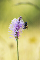 Bumblebee on a hoary plantain flower