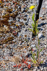 Blooming yellow wildflower growing on a rock