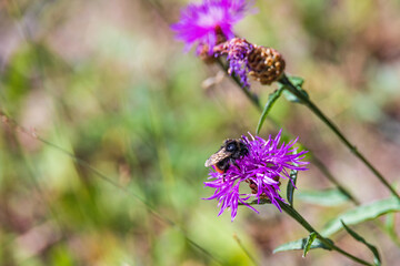 Foraging Bumblebee on a wildflower