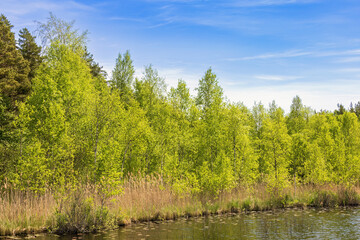Forest lake with lush green birch trees by waters edge a sunny summer