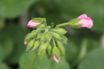 ピンクのゼラニウムの花の蕾
