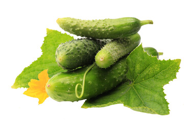 Fresh cucumbers and leaves isolated