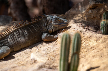 A large iguana basks in the warm sunlight on rocky terrain surrounded by cacti.