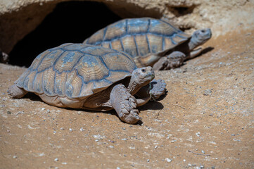 Two tortoises are enjoying the warm sun in a sandy area of Morocco's desert landscape.