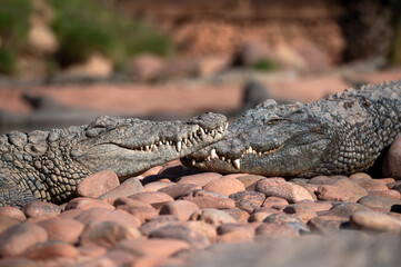 Two crocodiles resting on smooth rocks under the sun in Morocco's natural habitat