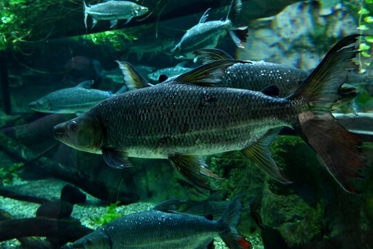 Brycon insignis de l'aquarium de Poema del Mar &agrave; Las Palmas de Gran Canaria
