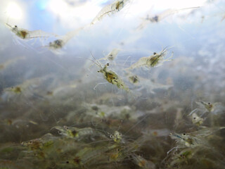 Abstract shrimp in the water for sale