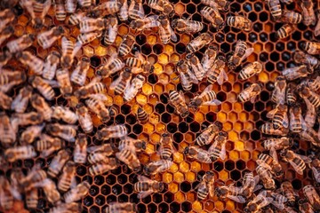 Bienen sitzen auf einer Wabe im Bienenstock