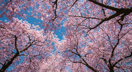 Beautiful cherry blossom trees in full bloom against a clear blue sky