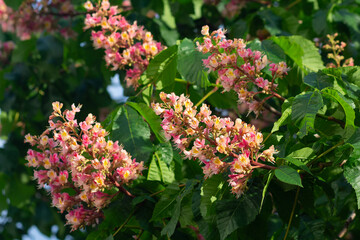 Chestnut tree , blossoming chestnut flowers in springtime , red or pink chestnut flower