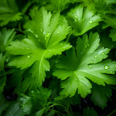 fresh green parsley