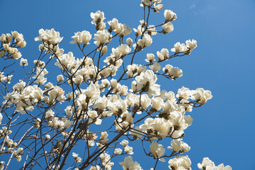 Magnolia flowers in full bloom under the blue sky