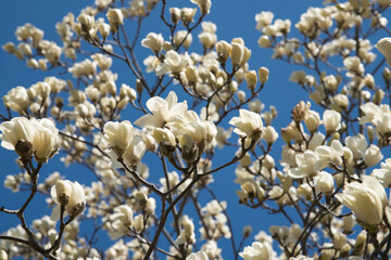 Magnolia flowers in full bloom under the blue sky