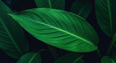 Obraz premium Vibrant green tropical leaves in close-up