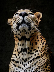 An expression of Leopard with black background. The leopard is one of the five extant cat species...