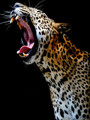 An expression of Leopard with black background. The leopard is one of the five extant cat species...